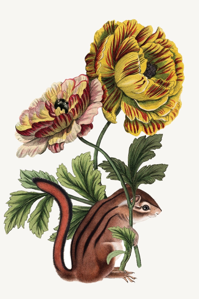 Chipmunk with Flower• Mini Enclosure Card