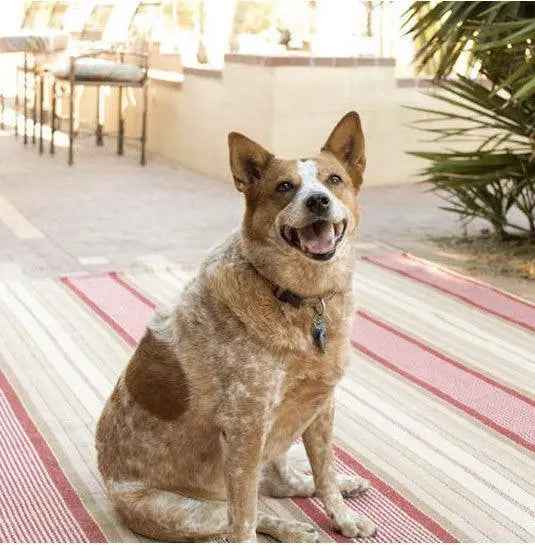 Framboise Cotton Rug | Dash & Albert